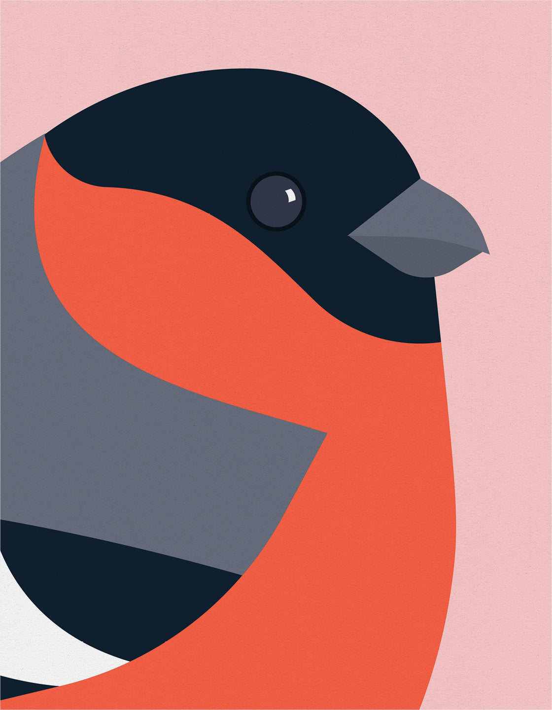 Bullfinch