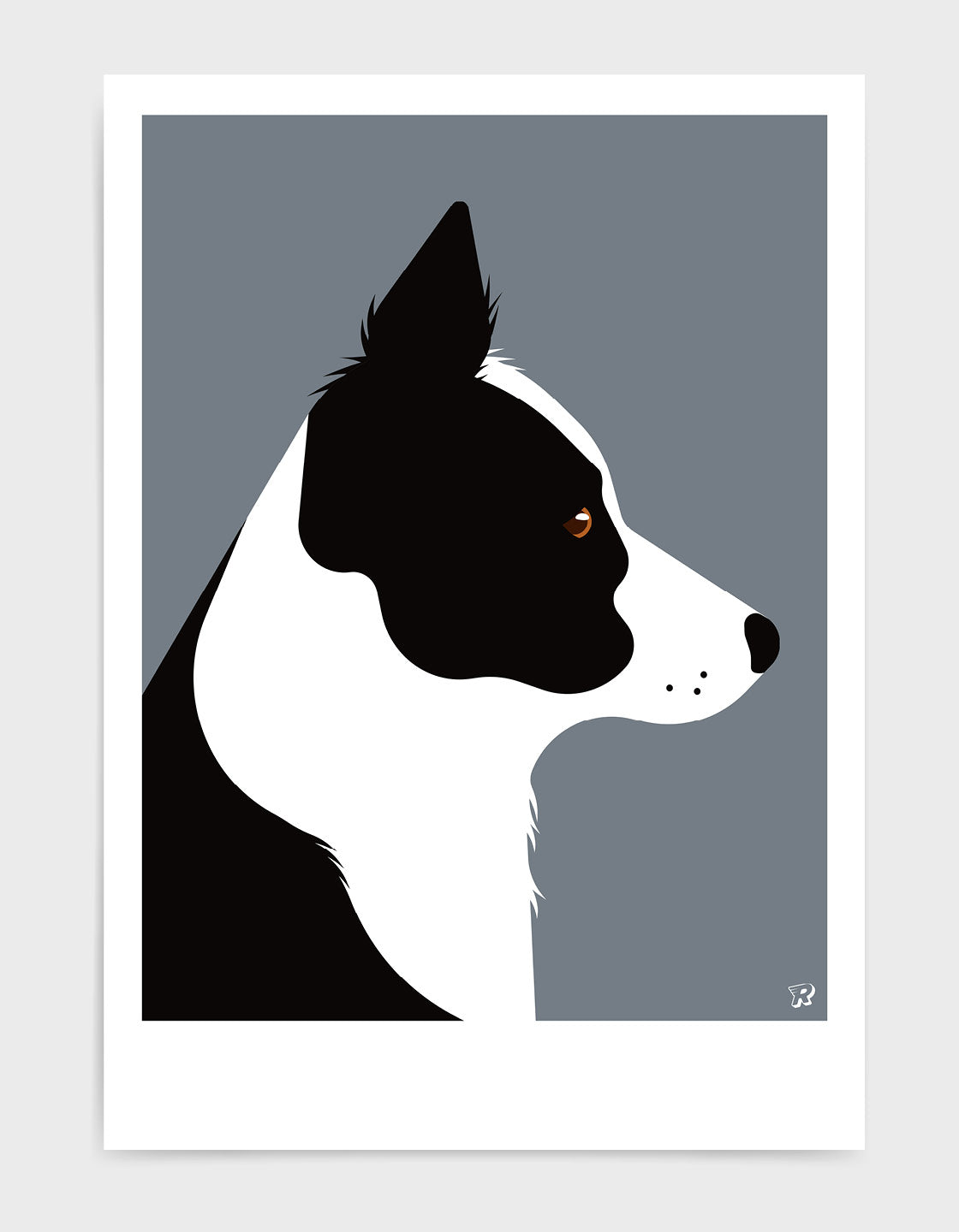Border collie