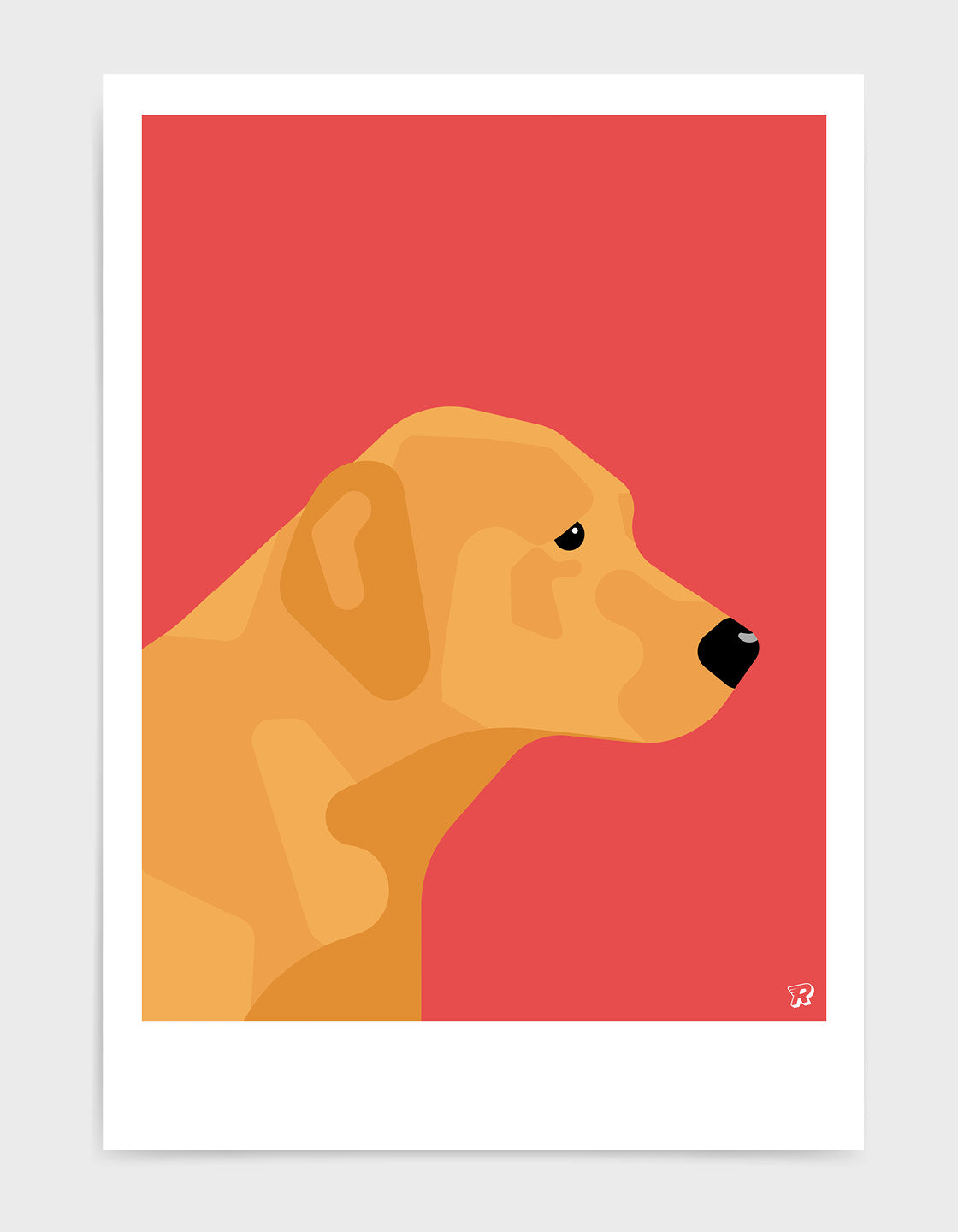Fox red labrador