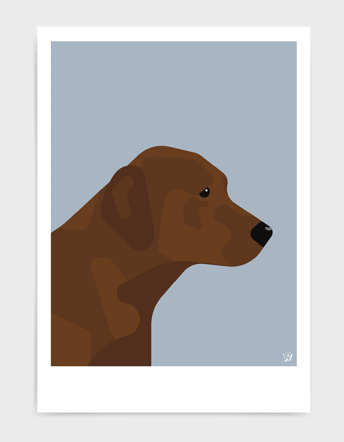 Chocolate labrador