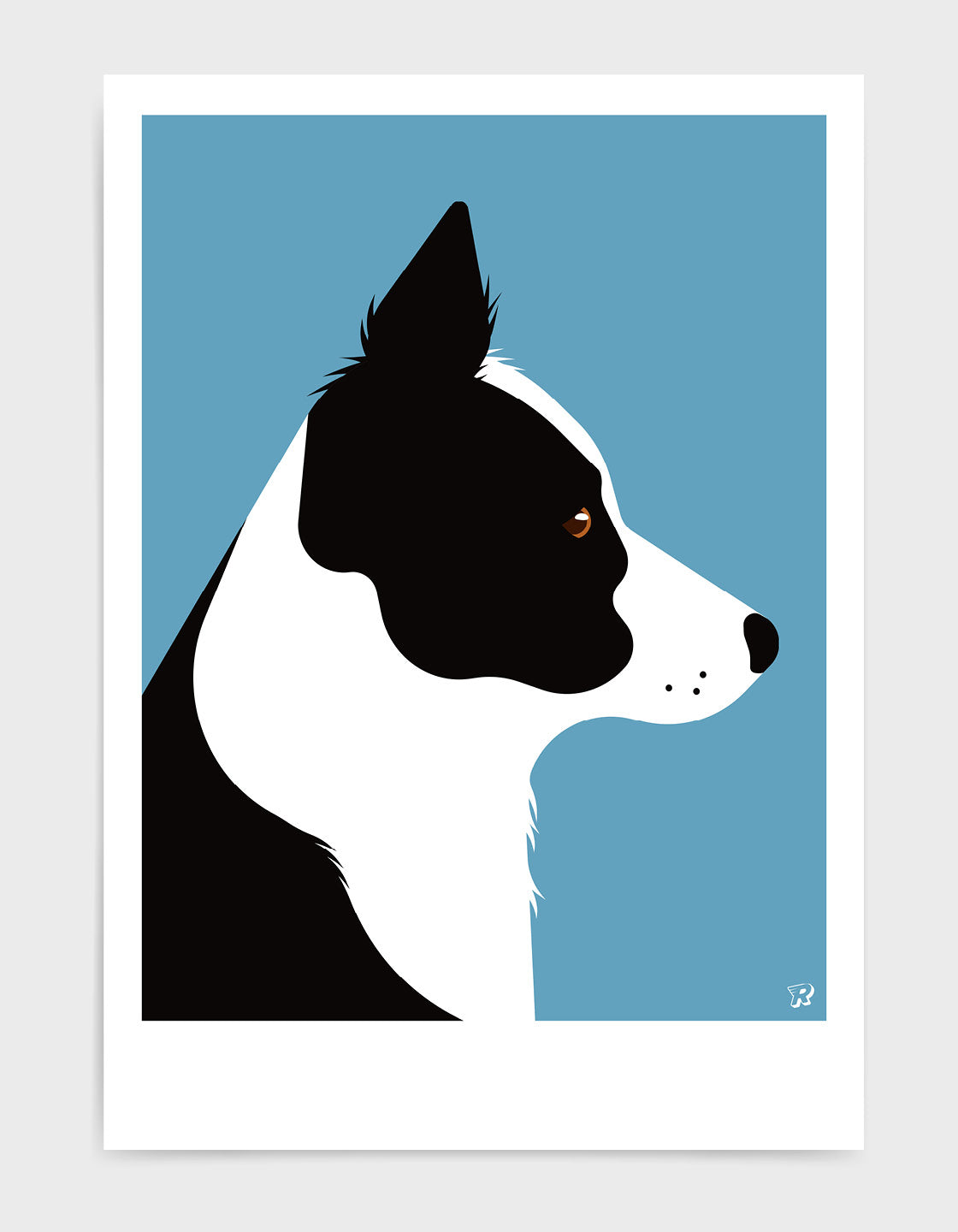 Border collie