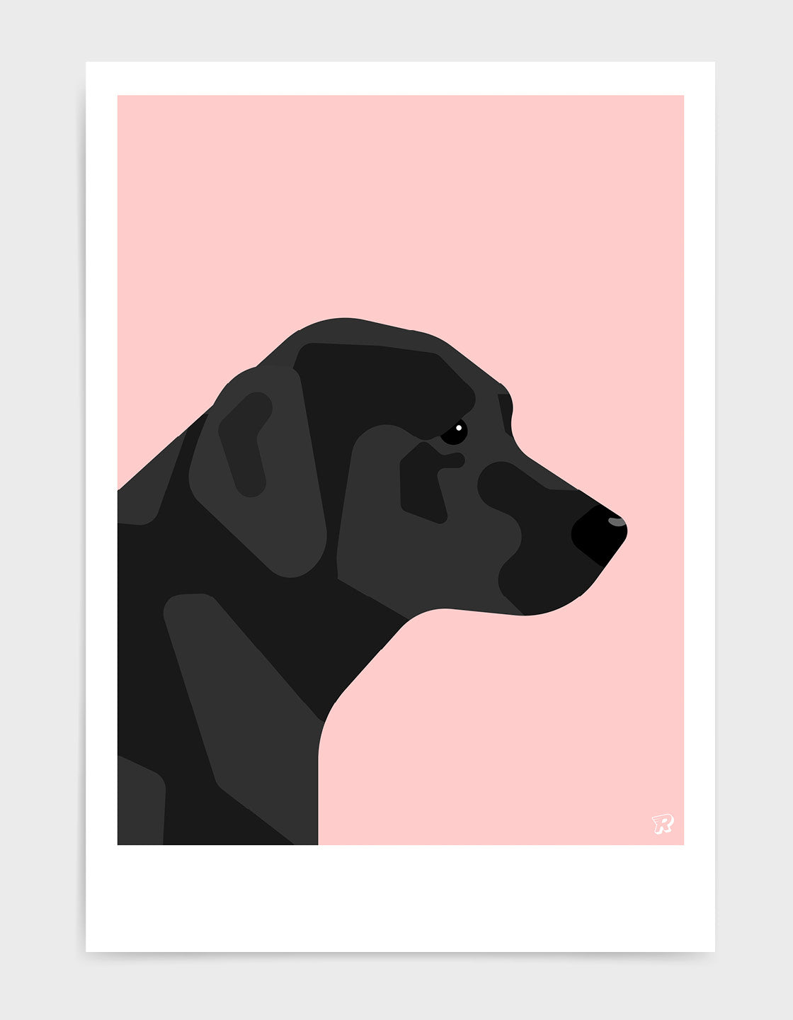 Black labrador