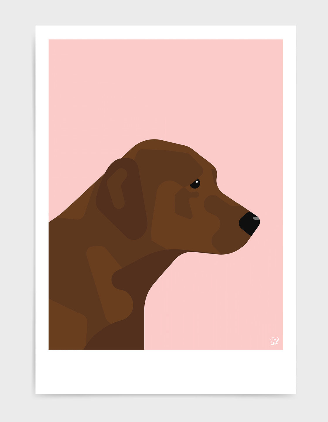Chocolate labrador