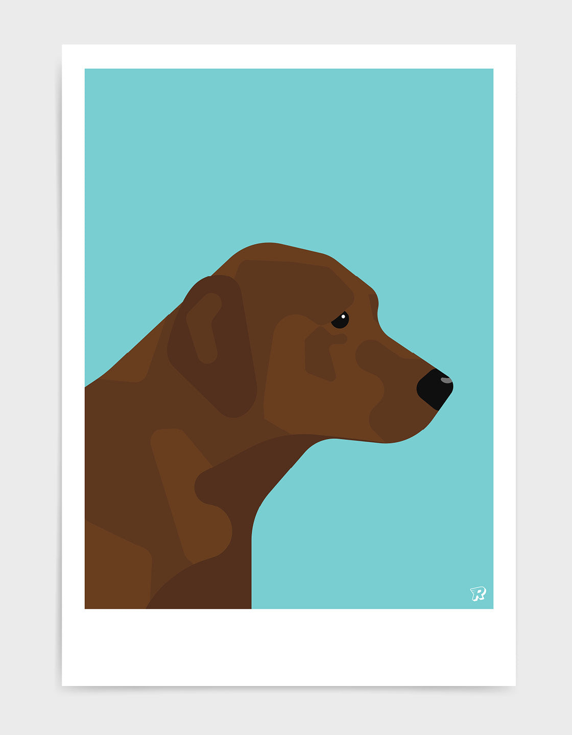 Chocolate labrador
