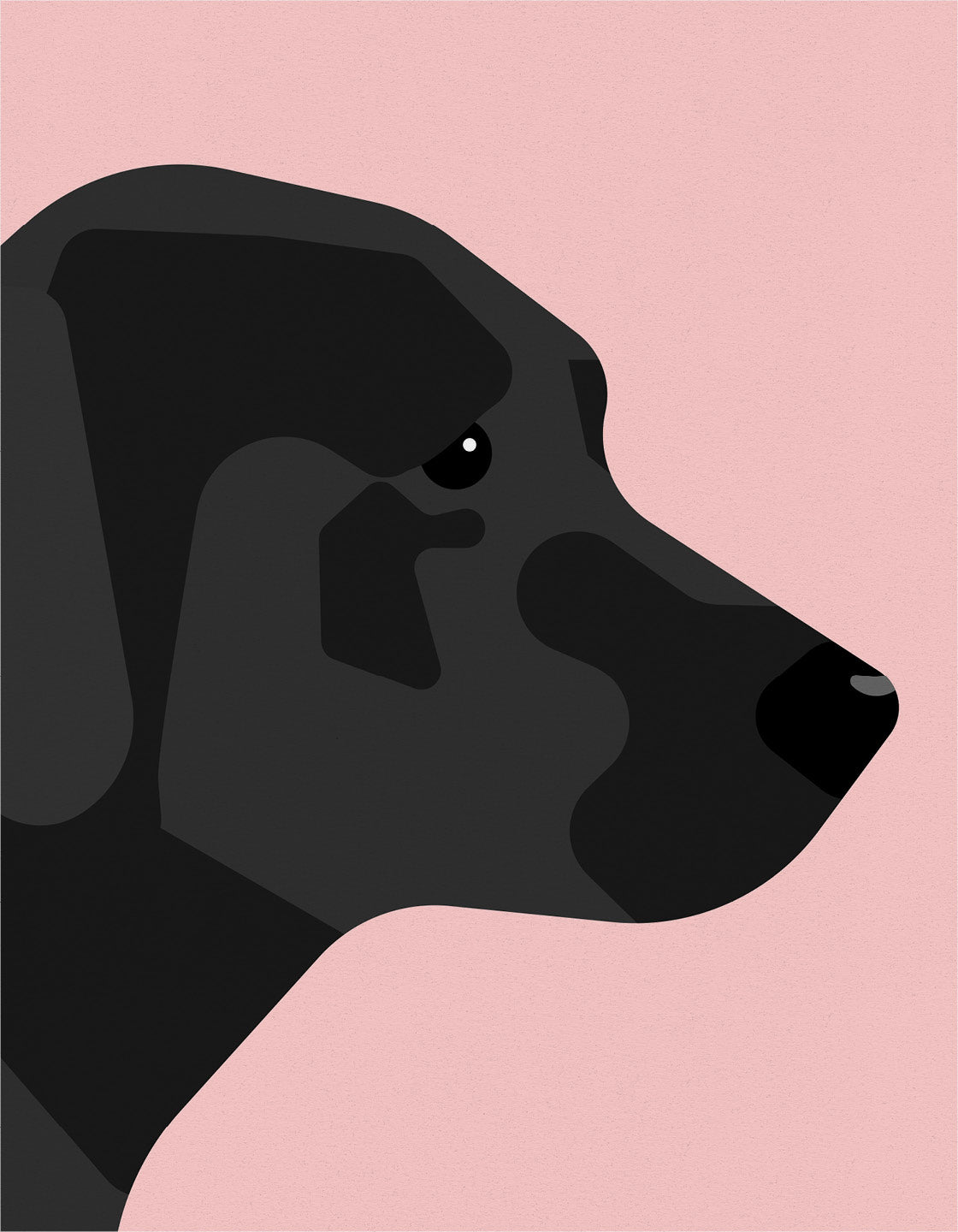 Black labrador