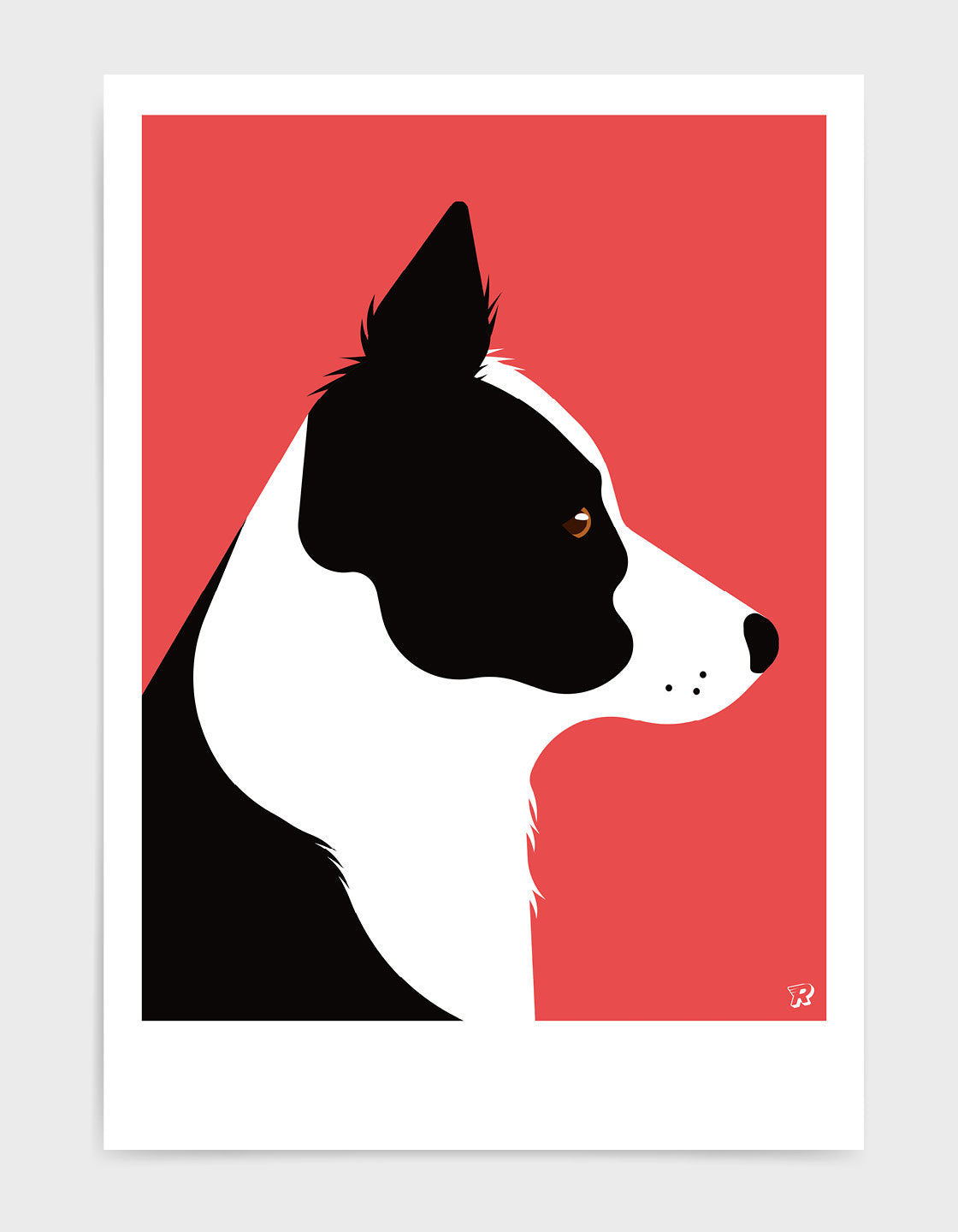 Border collie