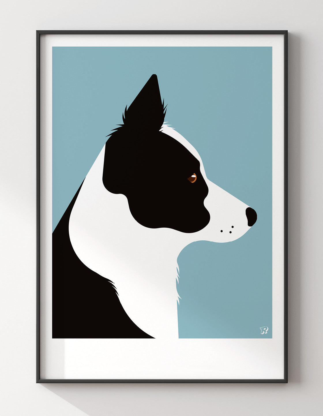 Border collie