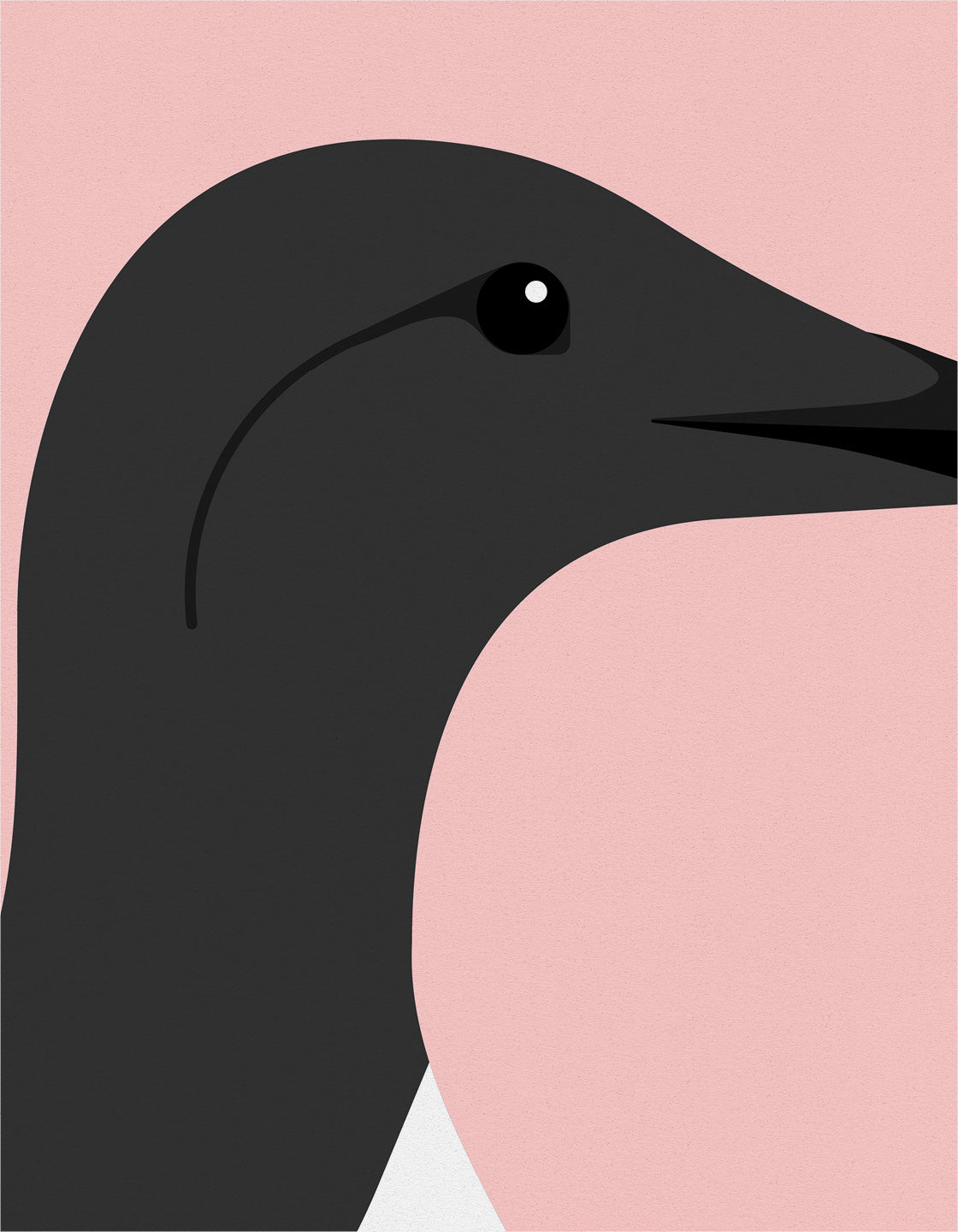 Guillemot