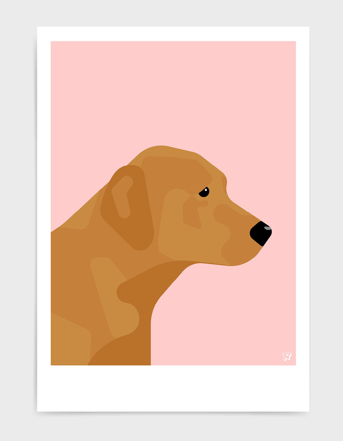 Fox red labrador