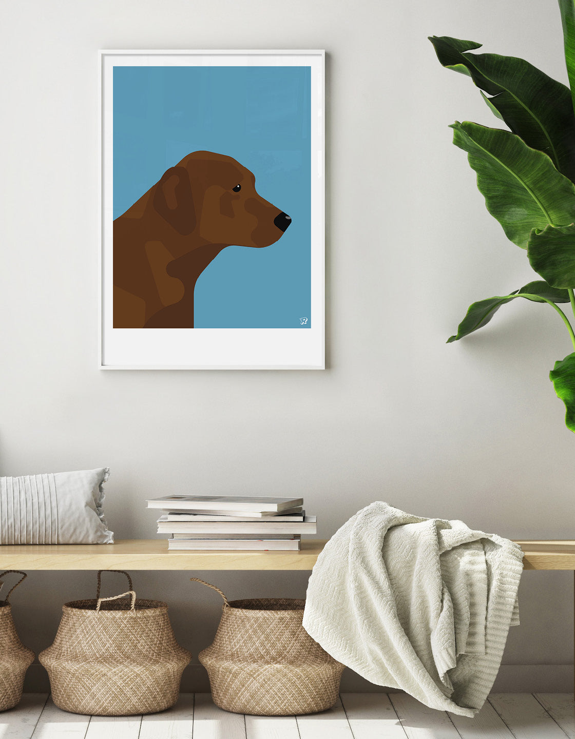 Chocolate labrador