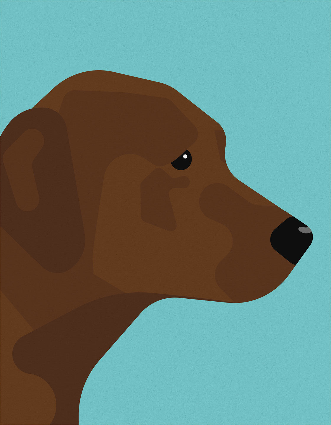 Chocolate labrador