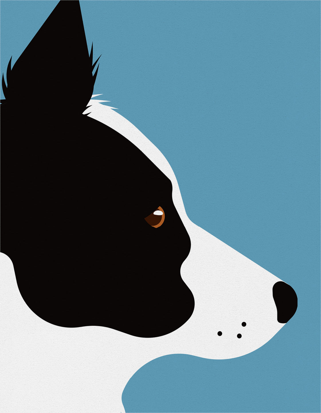 Border collie