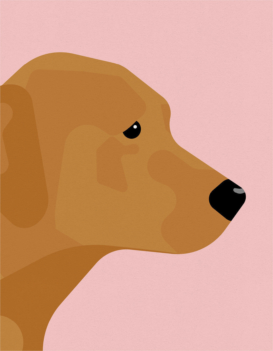 Fox red labrador