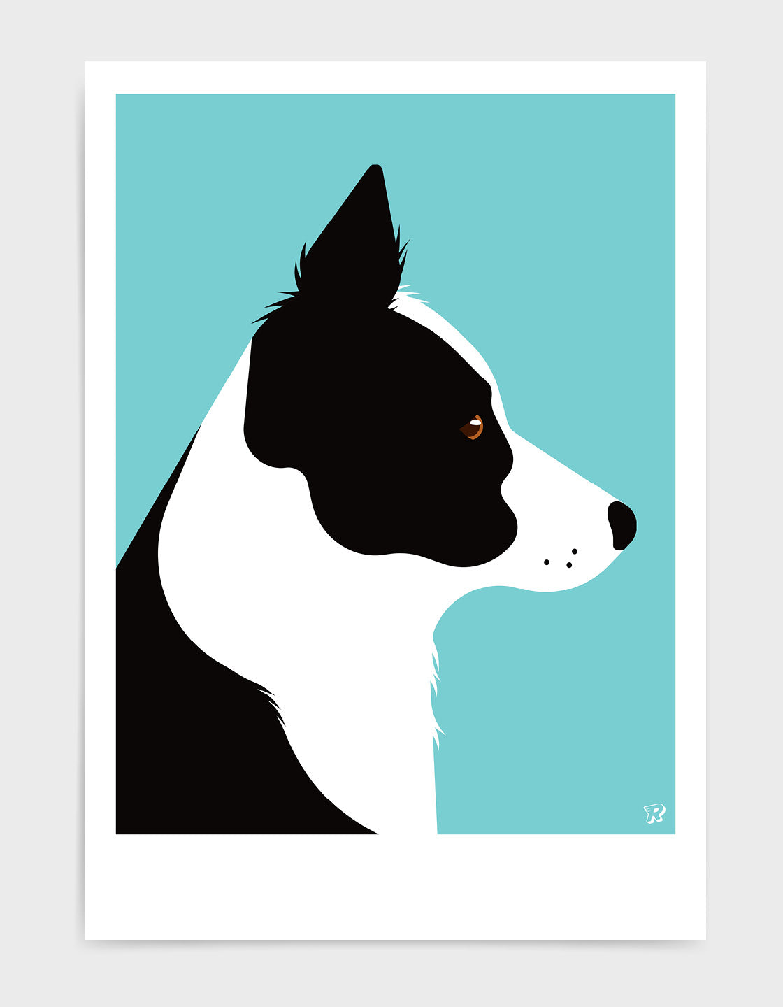 Border collie