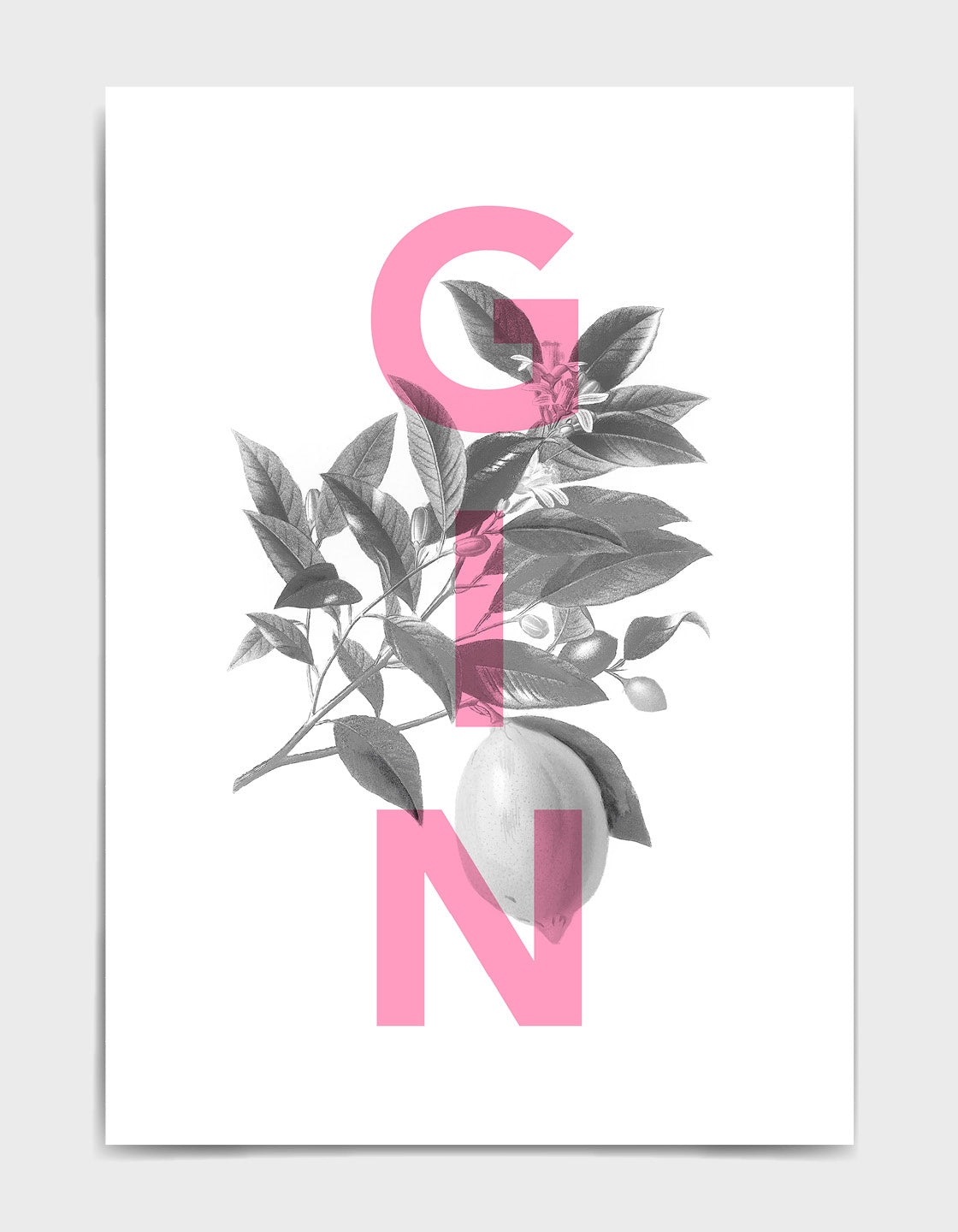 Gin typography print with monochrome botanical archive drawing and pink GIN wording