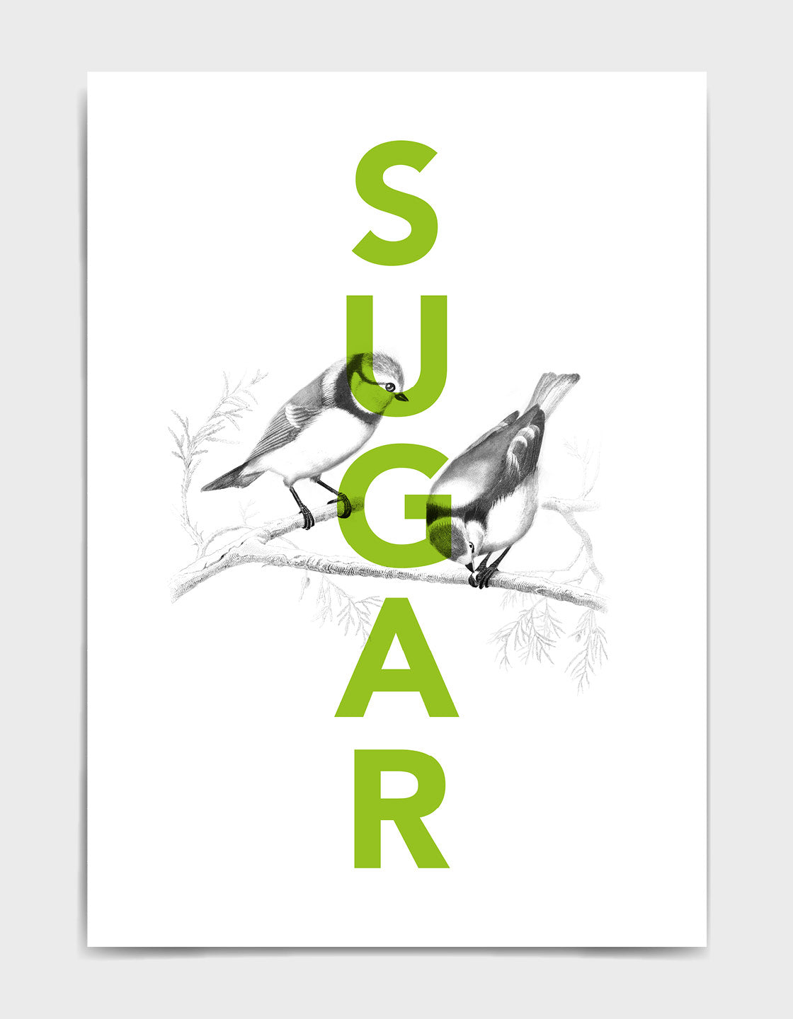 sugar tits typography print with green sugar text overlaid black line drawing of some blue tits