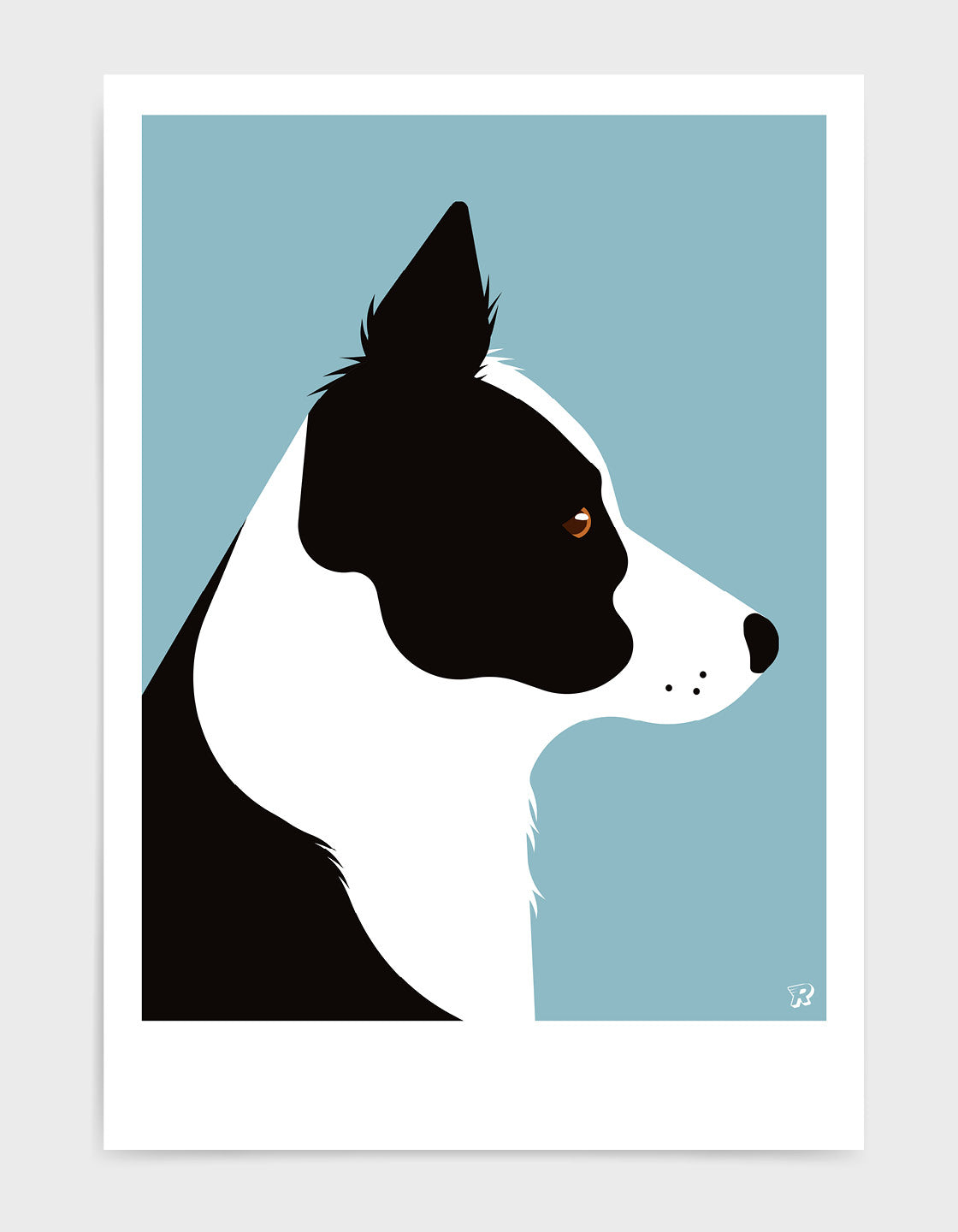 Border collie