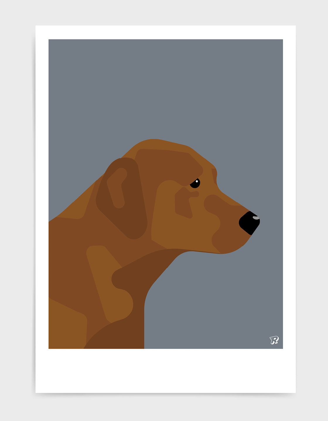 Chocolate labrador