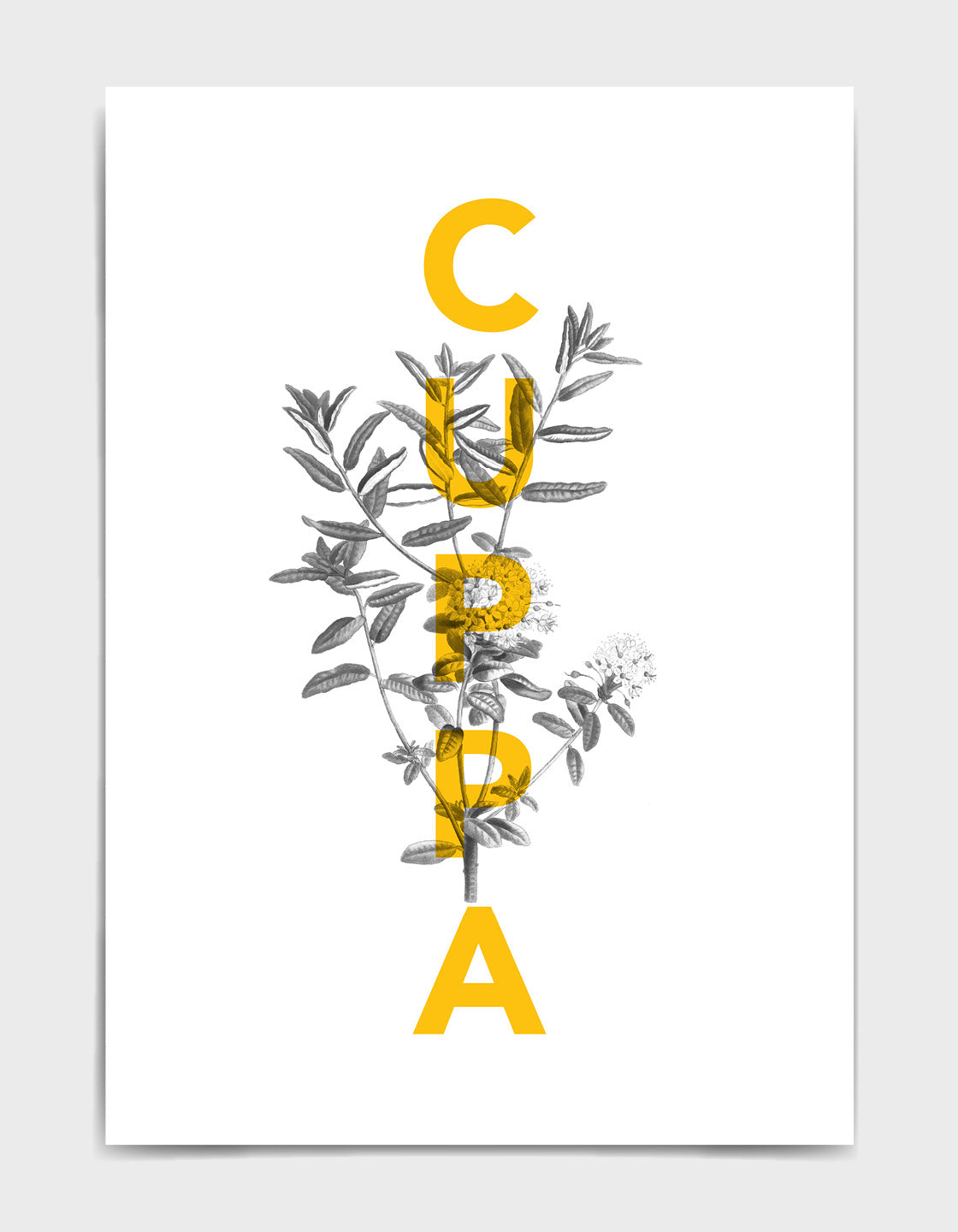 Cuppa typography print - features the text Cuppa in yellow overlaid onto a line drawing of a tea plant